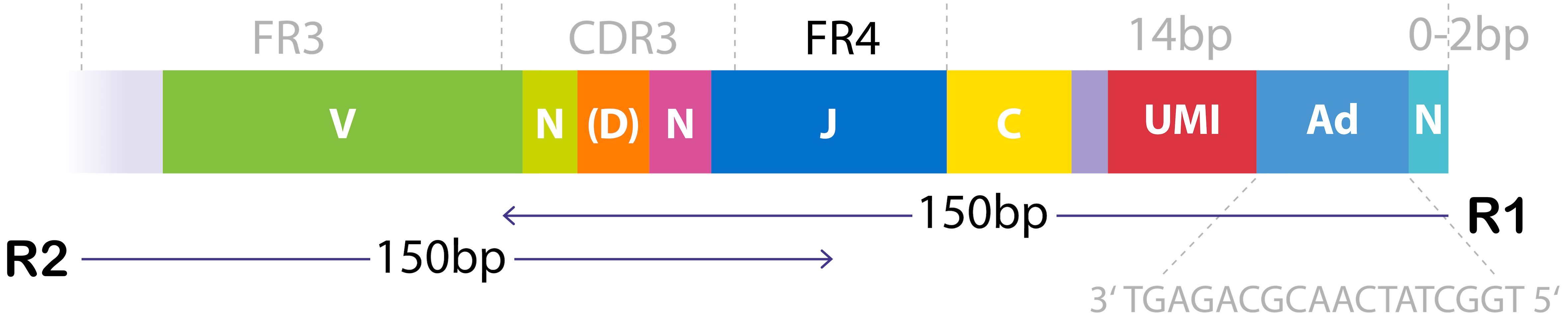 Structure of the TCR cDNA library used for paired-end sequencing